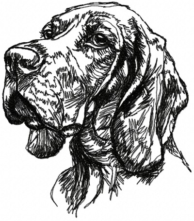 Bloodhound