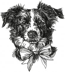 Border Collie with a Bow