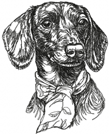 Dachshund