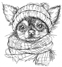 Chihuahua in a Scarf