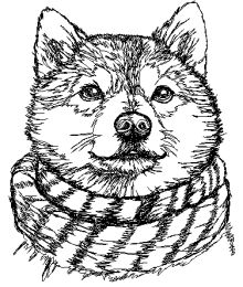 Shiba Inu in a Scarf