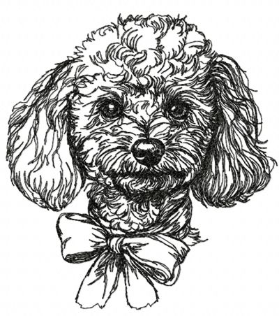 Toy Poodle with a Bow